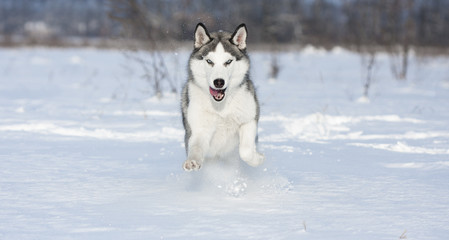 huskys at race in winter