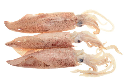 Fresh Squids Ready For Cooking