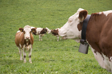 Naklejka na ściany i meble Krowy w dolinie Aurina Bolzano