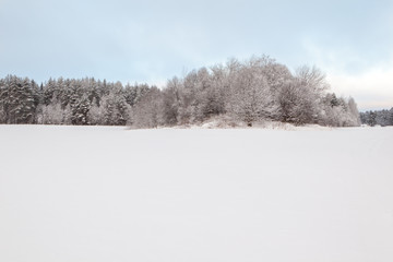 Trees on a winter snow-covered field.