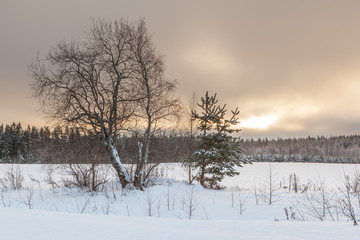 Trees on a winter snow-covered field.