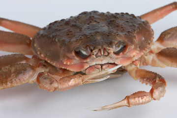 セイコガニ　（ズワイガニの雌）