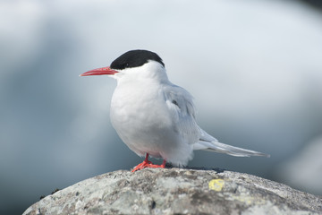 Antarctic Tern.