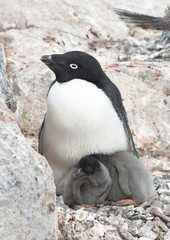 Fototapeta premium Family Adelie penguins.