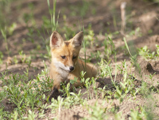 Naklejka na ściany i meble Fox cub on a forest trail, looking to the side.