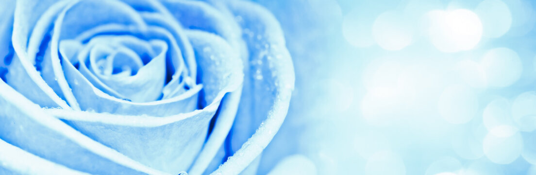Fototapeta blue rose