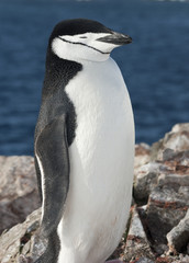 Portrait of Antarctic penguin against the ocean.