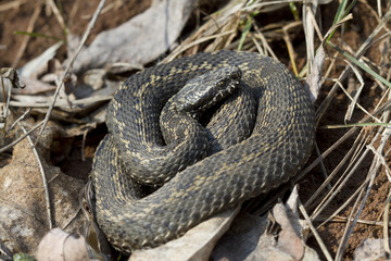 Steppe viper