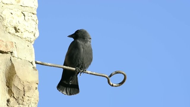 Taccole uccelli in amore