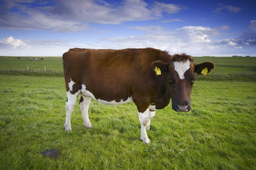 Naklejka na ściany i meble east frisiam cow on the meadow