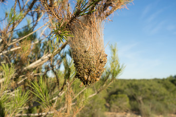 Processionary plague