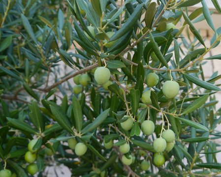 Olives in an olive tree at the Countryside of Croatia