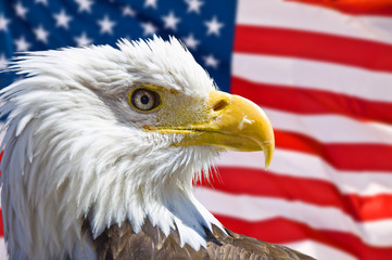 Aigle chauve et drapeau symboles USA, élections présidentielles 2024