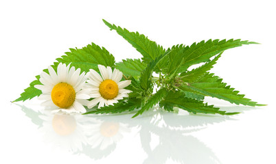 chamomile flowers and nettle leaves on a white background