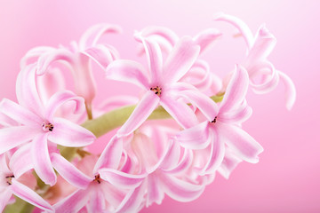 pink hyacinth flower