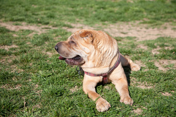sharpei dog