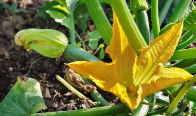 pied de courgette en fleur