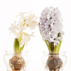 hyacinth