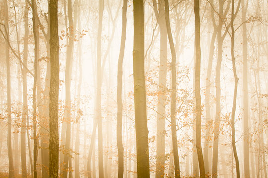 Fototapeta Fog with yellow sunlight covers trees in forest