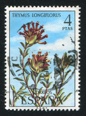 Thymus Longiflorus