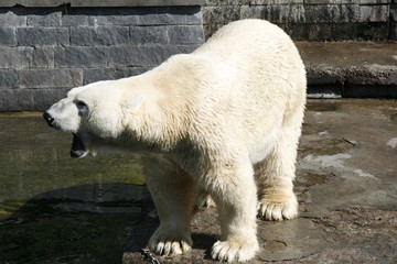 Eisbär im Zoo oder Tierpark