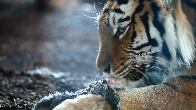 Siberian tiger eating