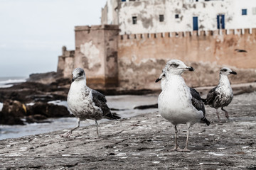 Seagull in Essaouira, Morocco