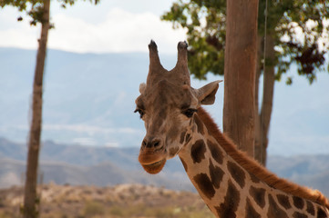 Portrait of giraffe watching on you