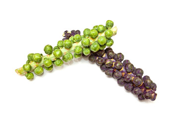 Brussel sprouts on the stem or stalk on a white background.