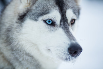 Siberian husky dog closeup portrait © Andrey Kuzmin