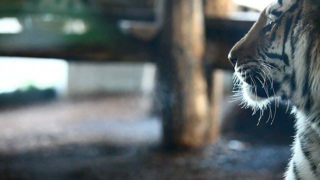 Visible breath of Siberian Tiger