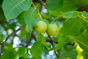 Созревающие грецкие орехи