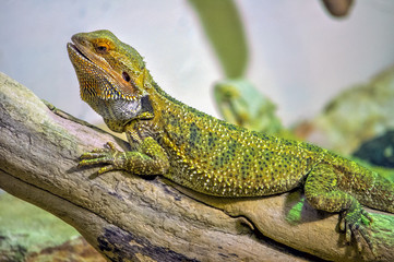 Obraz premium Chameleon