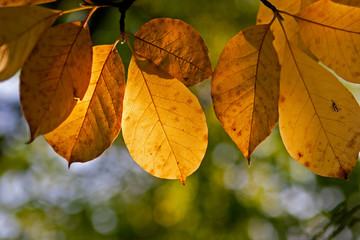 Autumn leaves  on a tree in the forest