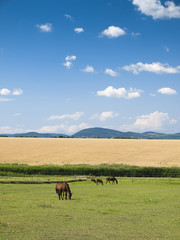 Fototapeta premium Horse on green field background