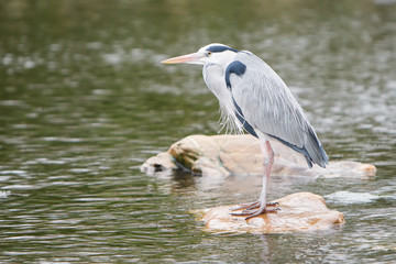 Great blue heron standing on a rock