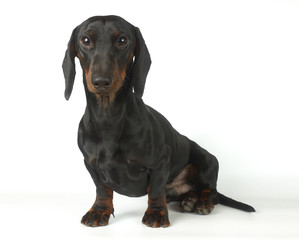 Young black and tan dachshund, 1 year old