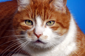 Portret rudego kota - obrazy, fototapety, plakaty
