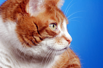 Profil rudego kota - obrazy, fototapety, plakaty