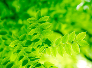 Spring green leaves in sunlight