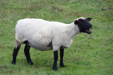 A bleating sheep on the pasture