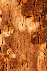 The bark of the tree in the sunlight