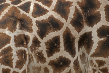 Rothschild's Giraffe