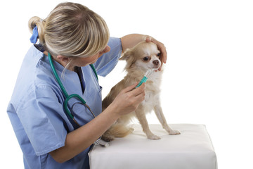 Weiblicher Tierarzt gibt einem Hund Medizin ins Maul