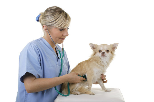 Weiblicher Tierarzt hört Hund mit Stethoskop ab
