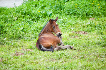 foal lying in the grass