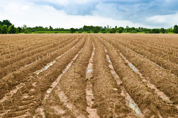 Cassava or manioc plant field