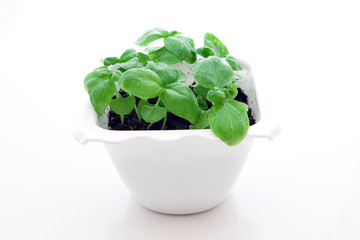 Basil sprout