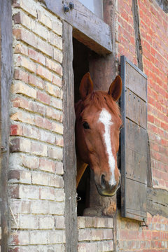 Head Of Horse In Its Box