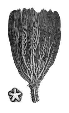 Prehistory : Aquatic Animal (Jurassic)